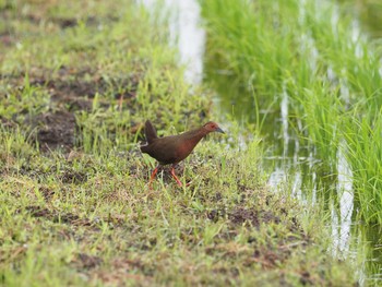 2021年6月16日(水) 平塚田んぼの野鳥観察記録