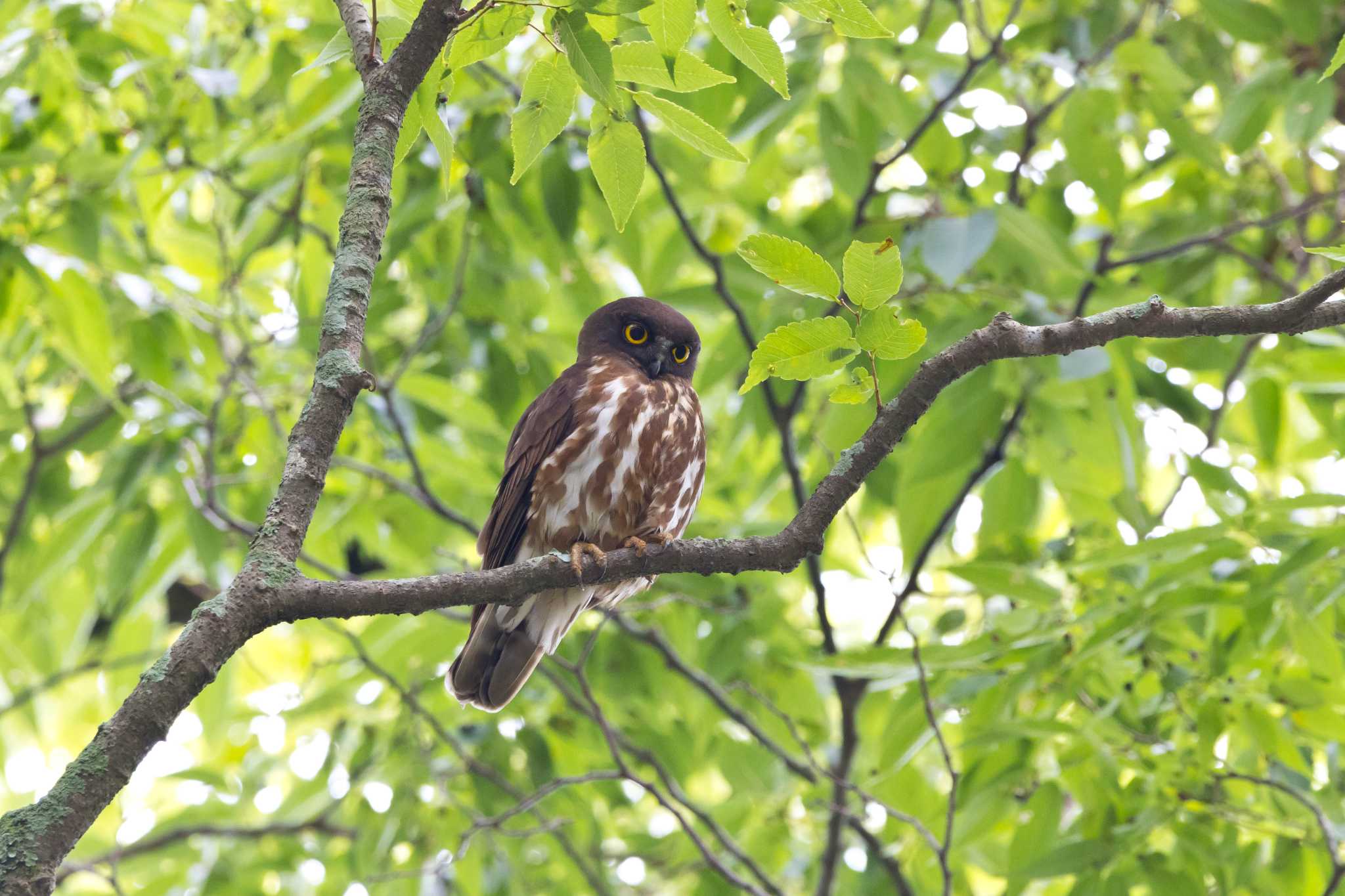  アオバズクの写真 by MunaOsa