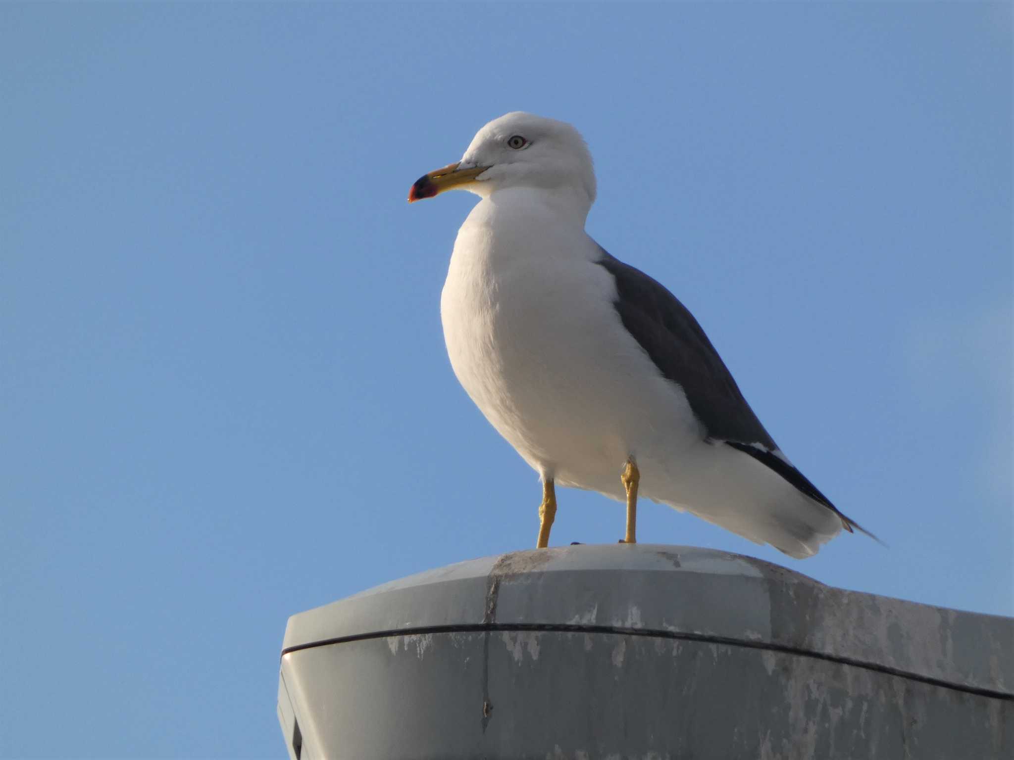 海 ウミネコの写真 by sen