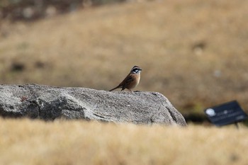 Meadow Bunting 淡路景観園芸学校 Sun, 3/19/2017