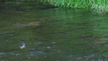 2021年6月16日(水) 福井緑地(札幌市西区)の野鳥観察記録