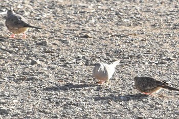 Inca Dove mexico Tue, 6/15/2021