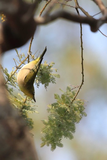 Sun, 3/19/2017 Birding report at 淡路景観園芸学校