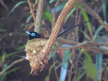 サンコウチョウ 八王子城跡 2021年5月30日(日)