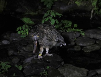 Blakiston's Fish Owl 知床 Thu, 6/28/2018