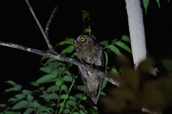 Ryukyu Scops Owl 三太郎峠 Sat, 4/10/2021