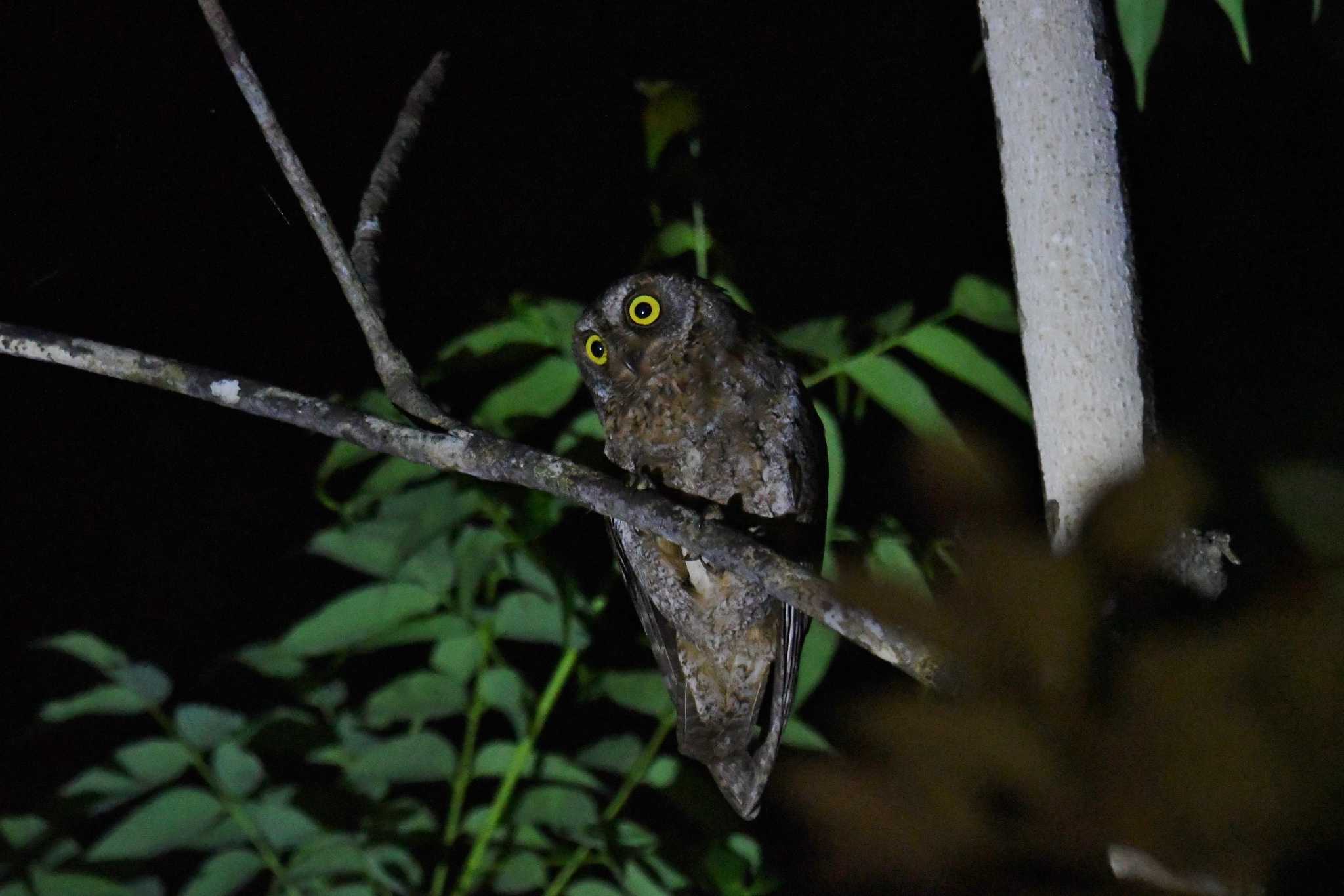 Ryukyu Scops Owl