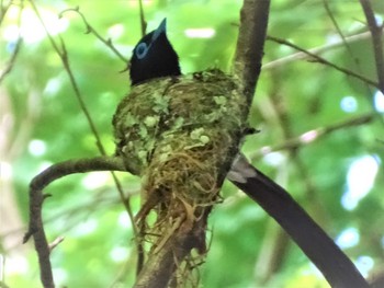 サンコウチョウ 場所が不明 2021年6月12日(土)