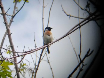 2021年5月23日(日) 茨戸川緑地の野鳥観察記録