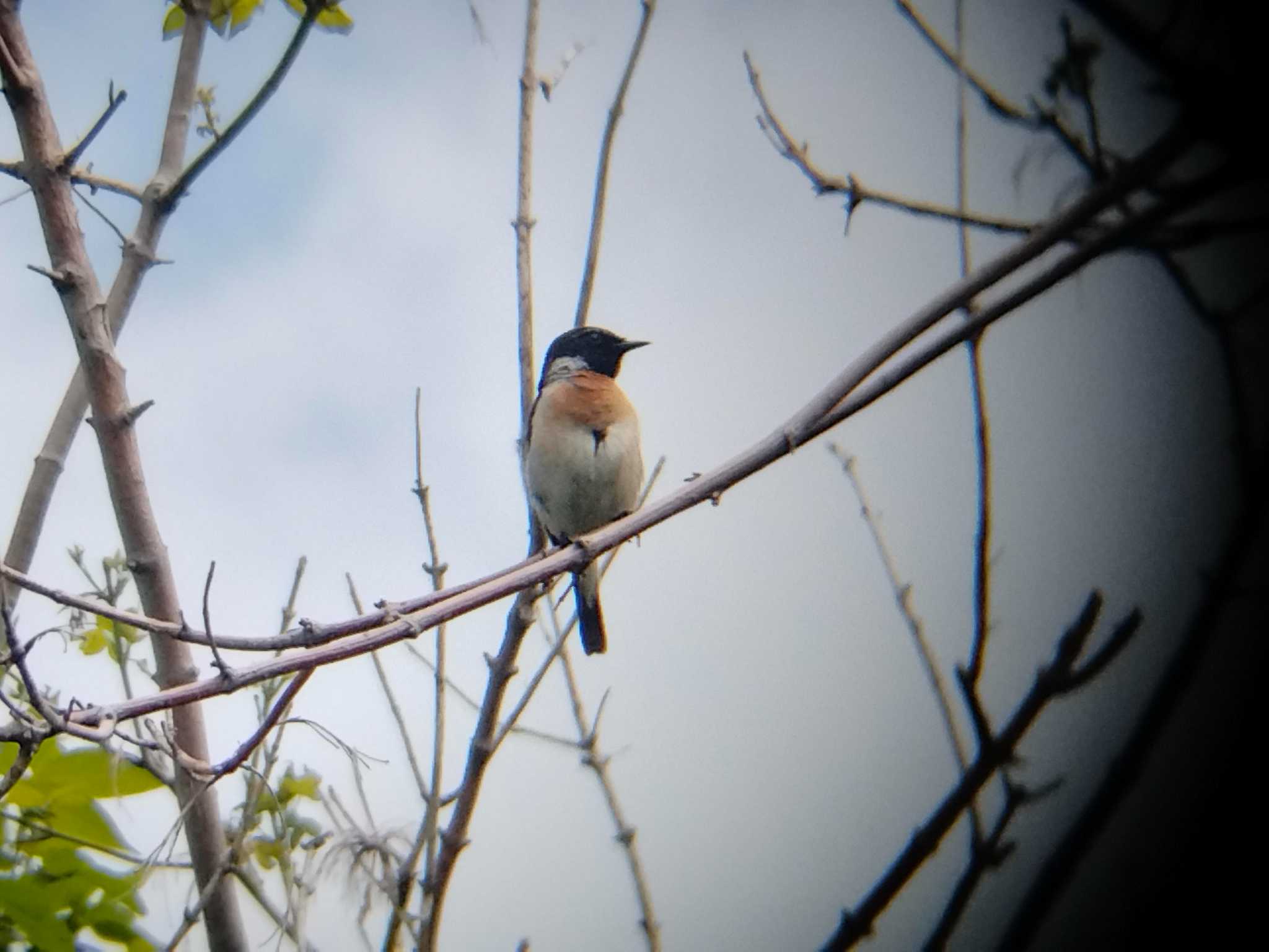 Amur Stonechat