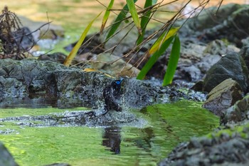 サンコウチョウ 東京都 2021年6月14日(月)