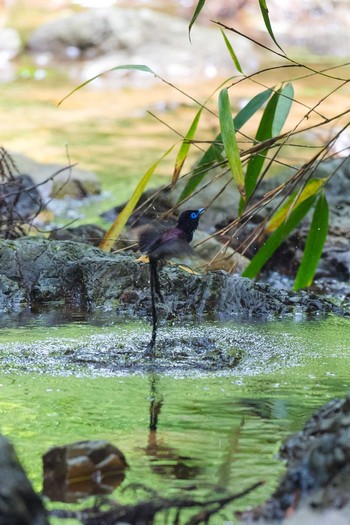 サンコウチョウ 東京都 2021年6月14日(月)