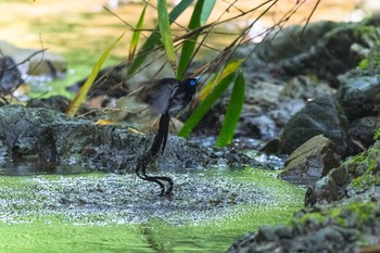 サンコウチョウ 東京都 2021年6月14日(月)