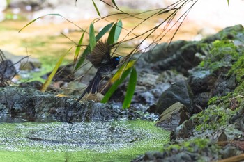 サンコウチョウ 東京都 2021年6月14日(月)