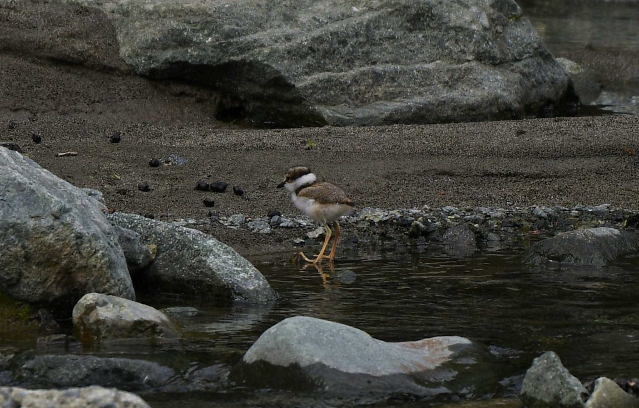  イカルチドリの写真 by くまのみ