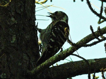 2021年6月8日(火) 裾野の野鳥観察記録