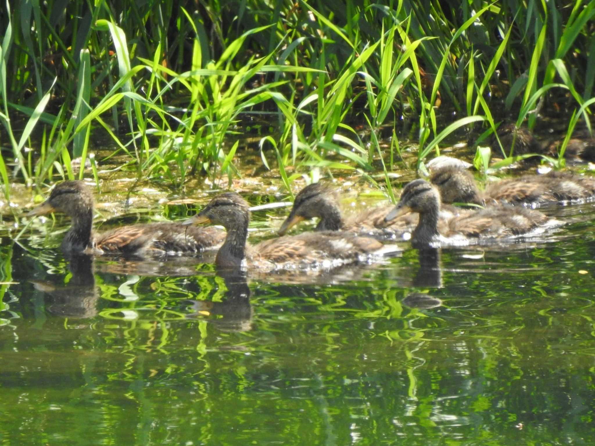 マガモ