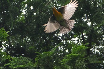 ソウシチョウ 定光寺公園 2021年6月16日(水)