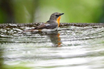 キビタキ 権現山(弘法山公園) 2018年6月19日(火)