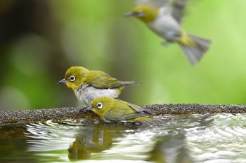 Warbling White-eye 権現山(弘法山公園) Tue, 6/19/2018