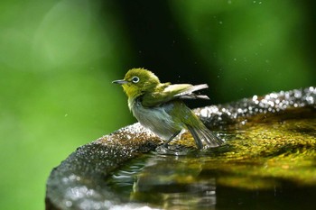 Warbling White-eye 権現山(弘法山公園) Tue, 6/19/2018