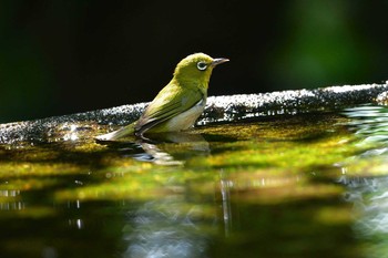 Warbling White-eye 権現山(弘法山公園) Tue, 6/19/2018