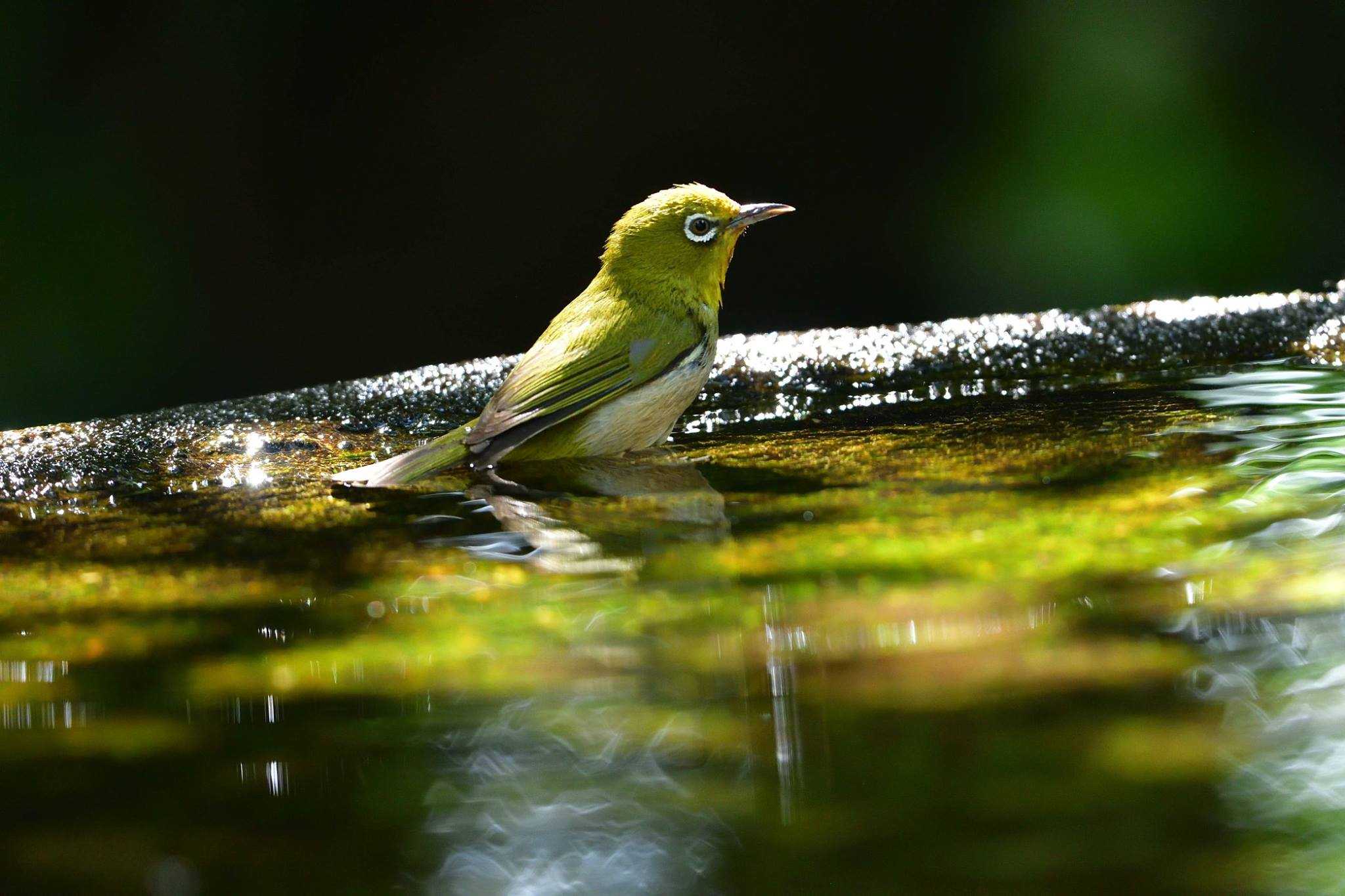 Photo of Warbling White-eye at 権現山(弘法山公園) by やなさん