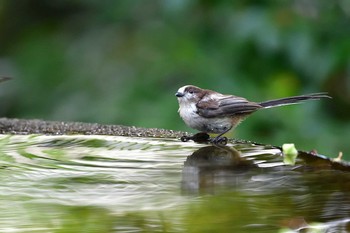 Long-tailed Tit 権現山(弘法山公園) Tue, 6/19/2018