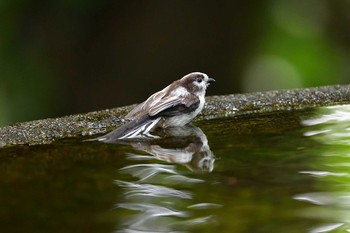 Long-tailed Tit 権現山(弘法山公園) Tue, 6/19/2018