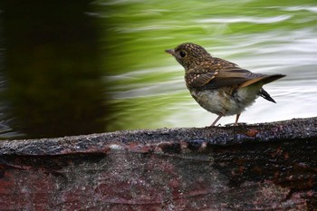 Narcissus Flycatcher 権現山(弘法山公園) Tue, 6/19/2018