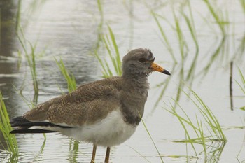 2021年6月16日(水) 愛知県知多市社山１丁目 34°59'46.7" 136°53'22.6"の野鳥観察記録