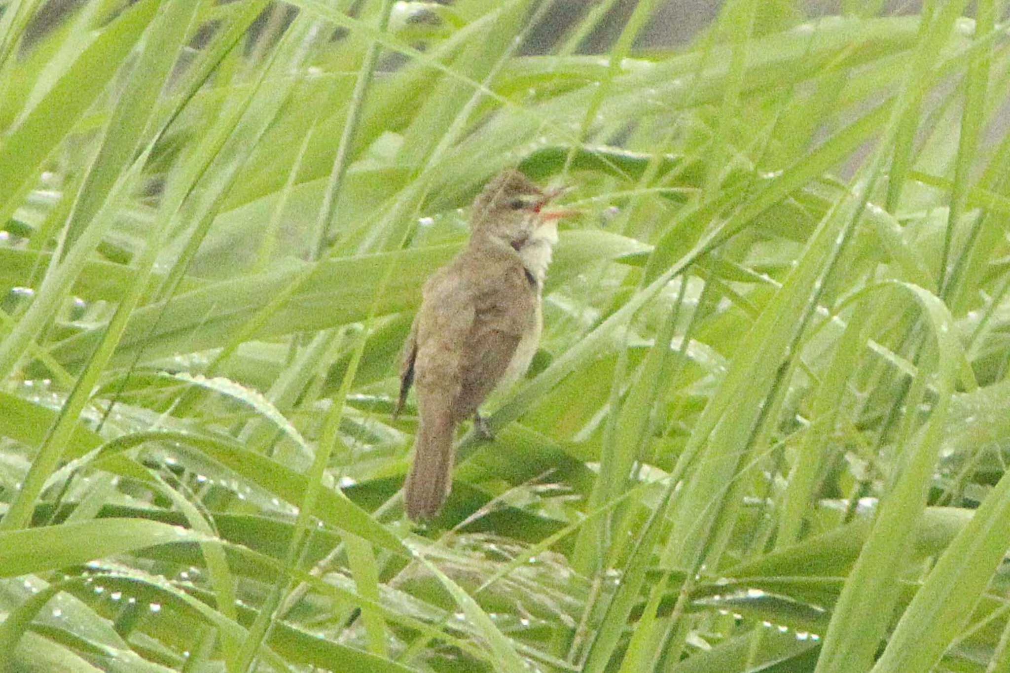 オオヨシキリ