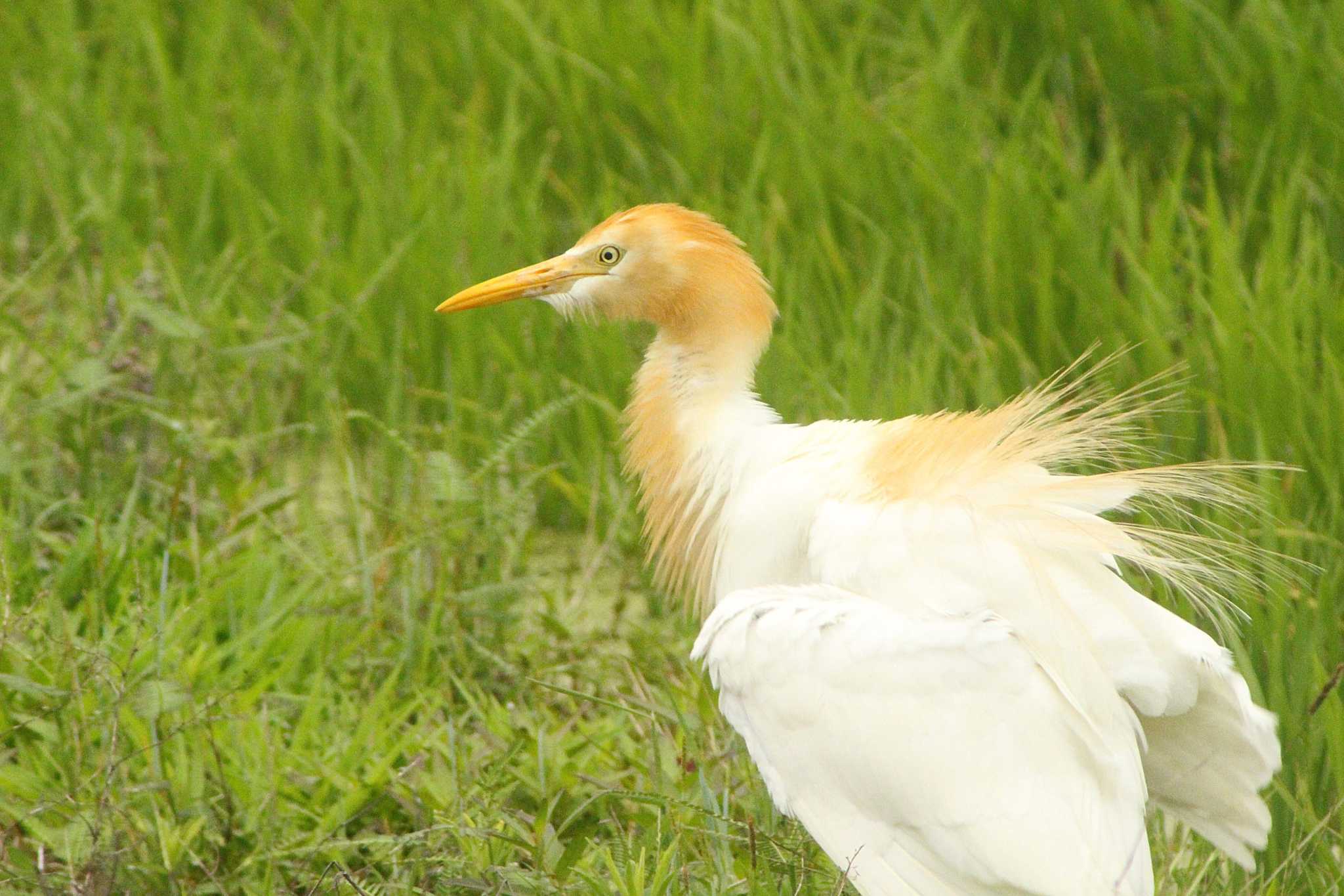 アマサギ