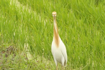 未同定 場所が不明 2021年6月16日(水)