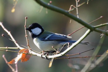 Japanese Tit 名城公園 Fri, 3/17/2017