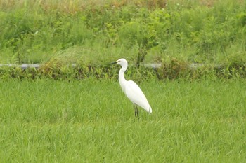 チュウサギ その３　愛知県知多市社山１丁目 34°59'46.7" 136°53'22.6" 2021年6月16日(水)