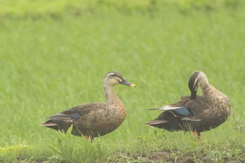 カルガモ その３　愛知県知多市社山１丁目 34°59'46.7" 136°53'22.6" 2021年6月16日(水)