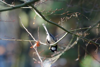 Japanese Tit 名城公園 Fri, 3/17/2017