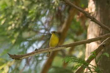 ノジコ 場所が不明 2021年6月15日(火)