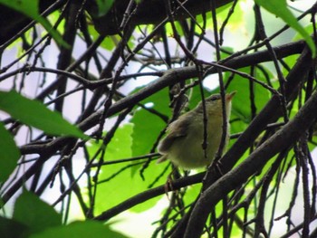 ウグイス 近所の公園 2021年6月15日(火)