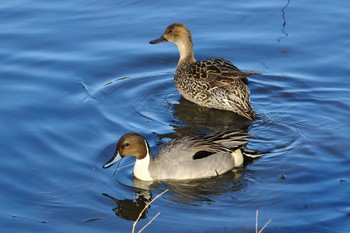 Northern Pintail 名城公園 Fri, 3/17/2017