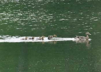 マガモ 西岡公園(西岡水源地) 2021年6月16日(水)