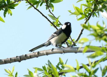 シジュウカラ 西岡公園(西岡水源地) 2021年6月17日(木)