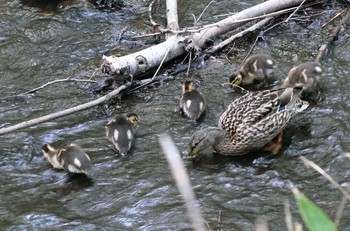 マガモ 西岡公園(西岡水源地) 2021年6月17日(木)