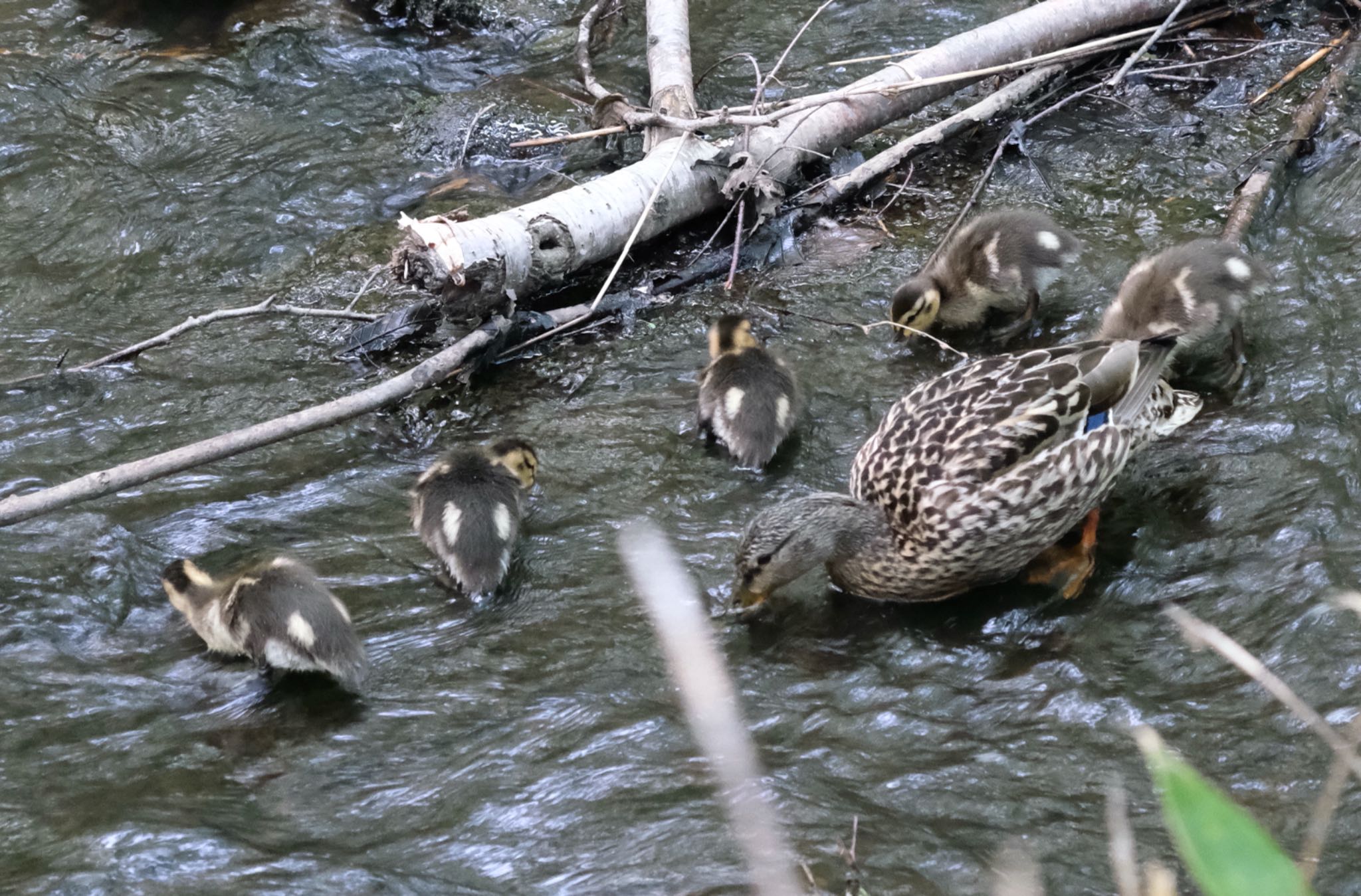 西岡公園(西岡水源地) マガモの写真 by haha.9535