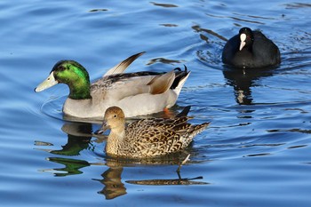 マガモ 名城公園 2017年3月17日(金)