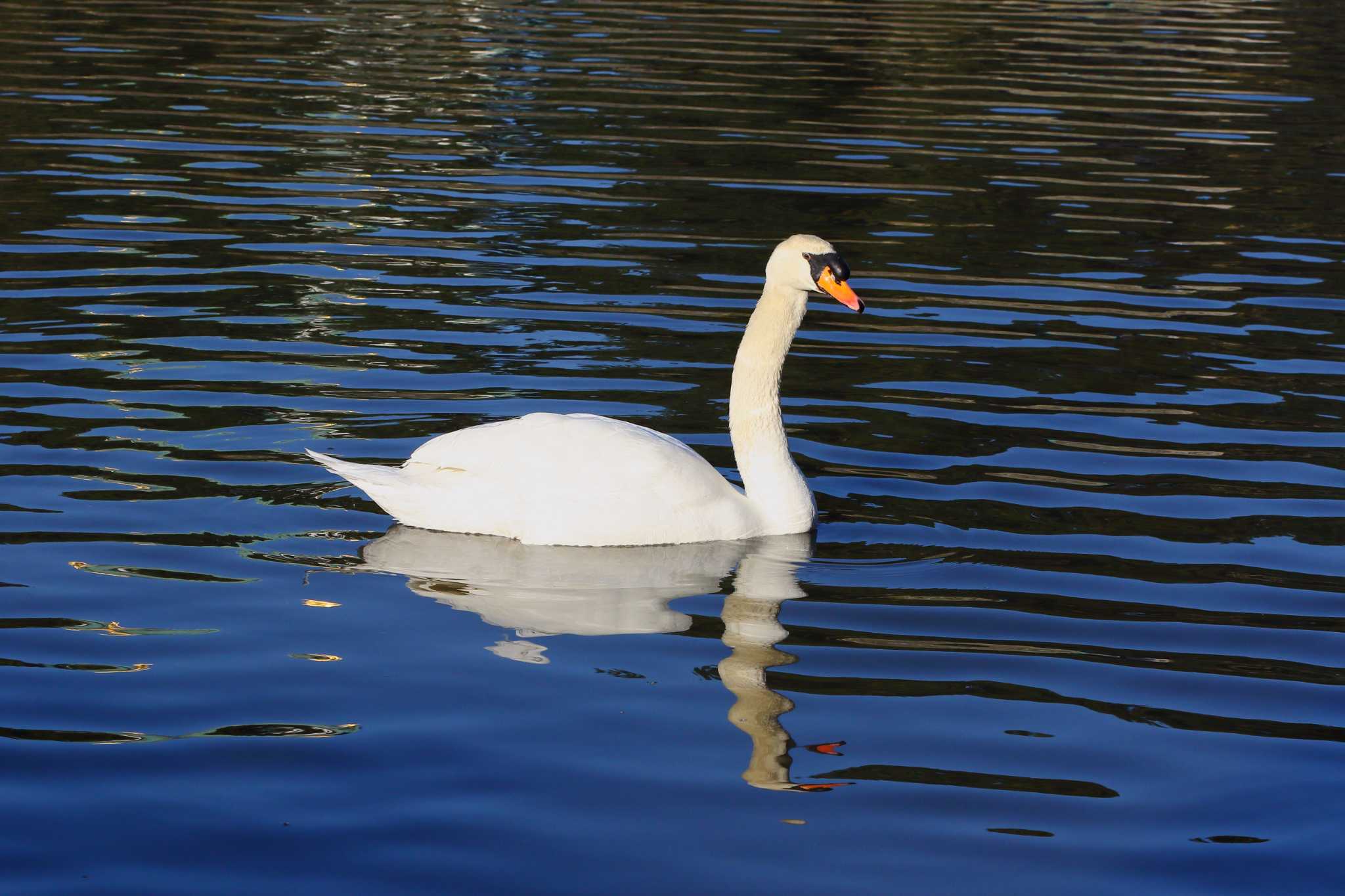 Photo of Mute Swan at 名城公園 by takamiti takagi