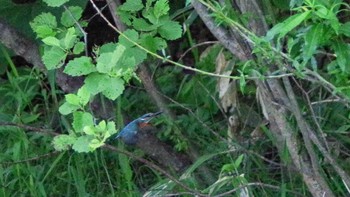 2021年6月17日(木) 福井緑地(札幌市西区)の野鳥観察記録