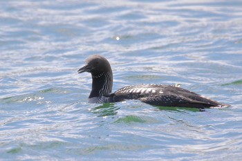 Pacific Loon 彩湖 Sat, 6/12/2021