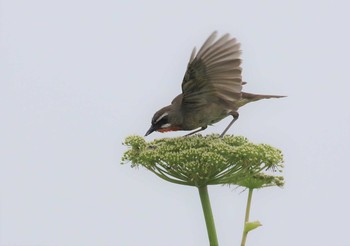 Siberian Rubythroat 北海道 Wed, 6/27/2018